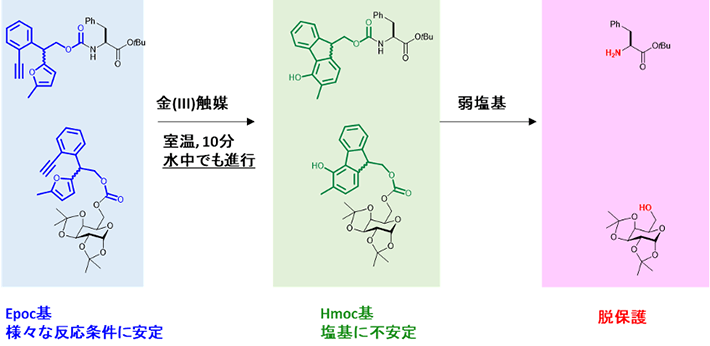 図2 Epoc基を外す反応条件 アミノ酸（上段）と糖（下段）に導入したEpoc基の反応。Epoc基は温和な金触媒反応により、塩基に不安定なHmoc基に変身する。Hmoc基は弱塩基を用いた反応によって外すこと（脱保護）ができる。
