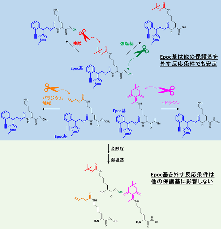 図3 Epoc基の安定性と選択的な除去 Epoc基は強酸や強塩基、ヒドラジンやパラジウム触媒など、さまざまな試薬に対して安定であった（上）。また、Epoc基を外す条件は温和であるため、同じ基質に対して、他の保護基に影響を与えなかった。