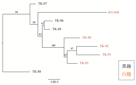 図1 黒麹と白麹の系統樹。IFO4308株は、種麹屋が保有している白麹株と遺伝的に異なることが示された。 