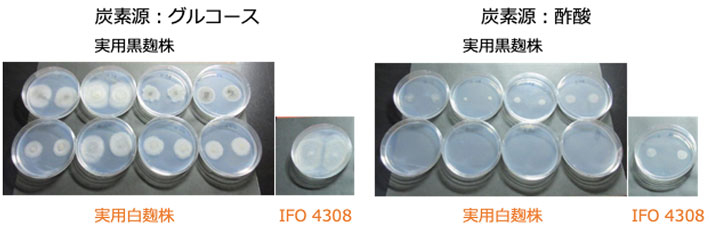 図3 グルコースまたは酢酸を単一炭素源とする培地での生育試験の結果 