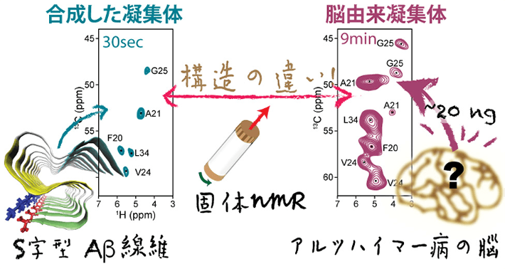 図1 固体NMRを用いたAβ42凝集体の解析イメージ。NMRスペクトルを分子指紋として利用することで、脳由来の繊維状Aβ42凝集体と試験管内で人工的に作った繊維状Aβ42凝集体を区別することが可能になる。スペクトルが大きく異なることから構造の違いが確認できる。