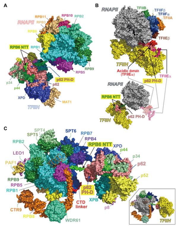 図1 ヒトRNAポリメラーゼIIとTFIIHのドッキング構造モデル （A）ヒトRNAポリメラーゼII（RNAPII）とTFIIHとの複合体の構造モデル。（B）構造比較。上、転写開始前複合体; 下、RNAPII-TFIIH複合体の構造モデル。（C）転写伸長複合体とTFIIHとの複合体の構造モデル。