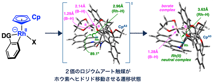 図4 理論計算によって得られた反応中間体・遷移状態の構造 