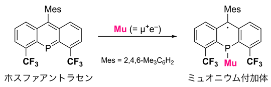 図2 ホスファアントラセンのミュオニウム（Mu）付加反応 
