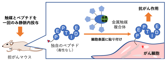 金属触媒反応により、がん細胞にペプチドを貼り付けることで抗がん作用が発揮される