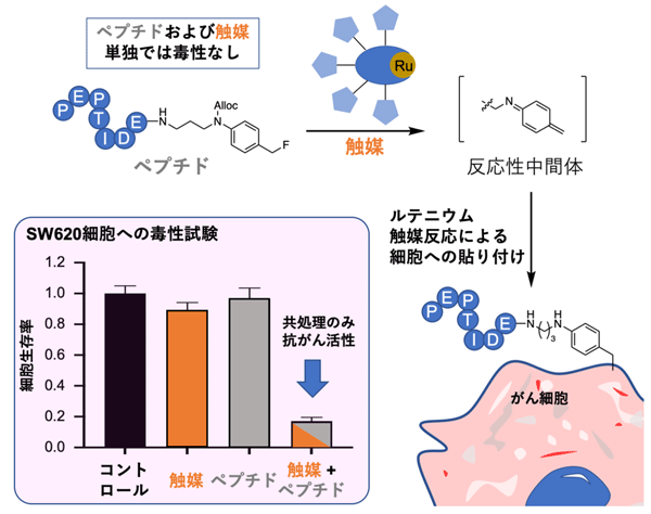 図1 細胞毒性ペプチドとルテニウム触媒を利用した新しい細胞貼り付け反応 細胞毒性ペプチドにはベンジルフルオライド構造が導入されており、ルテニウム触媒によって反応性の高い中間体が生成されるため、がん細胞表面にペプチドを効率的に貼り付けることができる。左下のグラフは、SW620細胞（ヒト結腸がん細胞）での毒性試験の結果。触媒のみ（橙）およびペプチドのみ（灰色）の場合は毒性を示さなかった一方、触媒とペプチドで共処理する（橙＋灰色）と有意な細胞毒性を示した（コントロールに対してp<0.001）。