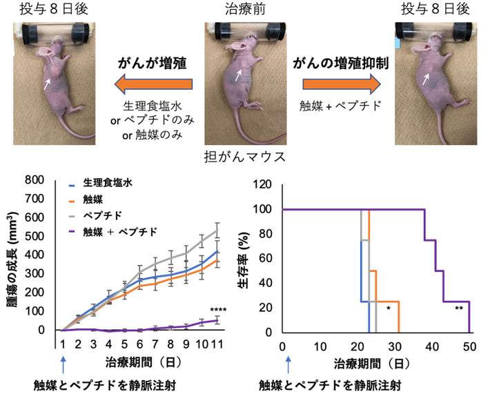 図2 がん移植マウスへの1回投与によるがん治療実験 写真中の矢印（白）ががん部位を示す。生理食塩水を投与した対照群（グラフ：青、写真左, n = 8）では、腫瘍が増大し、20日を過ぎた頃には生存率が0%になった。触媒のみ（グラフ：橙, n = 8）やペプチドのみ（グラフ：灰色, n = 8）を投与した場合においても治療効果は見られなかった。一方、ペプチドと触媒を共に投与したマウス（グラフ：紫、写真右, n = 4）では、腫瘍の成長が抑制され、マウスの生存期間も50日まで延長した。対照群に対して、*p < 0.05, *p < 0.01, ****p < 0.001。