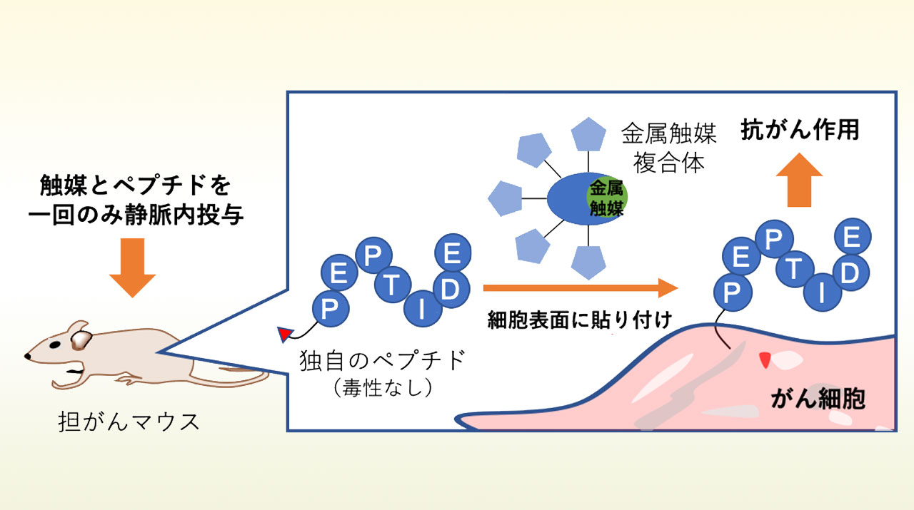 たった1回の投薬で効く体内触媒戦法 細胞毒性ペプチドを金属触媒でがん細胞に貼り付ける 東工大ニュース 東京工業大学