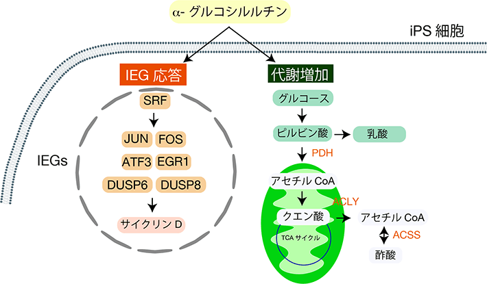 図4 iPS細胞におけるα-グルコシルルチンの作用 α-グルコシルルチンをiPS細胞に作用させると、JUN、FOSなどのIEGの発現が一時的に増加する。また、細胞内のエネルギー代謝産物である、乳酸やアセチルCoA濃度も増加し、代謝に関わるACLYなどの発現も増加した。