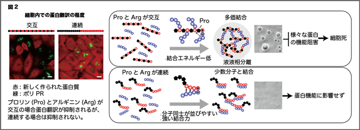 図2 細胞内での蛋白翻訳の程度 