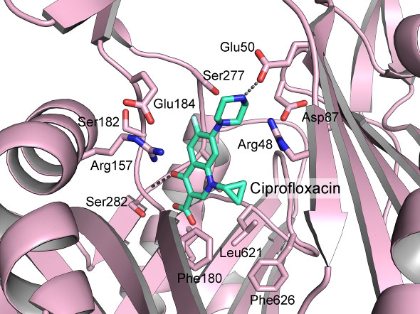 図2 OqxBのシプロフロキサシン（ニューキノロン系抗菌薬）結合モデル 