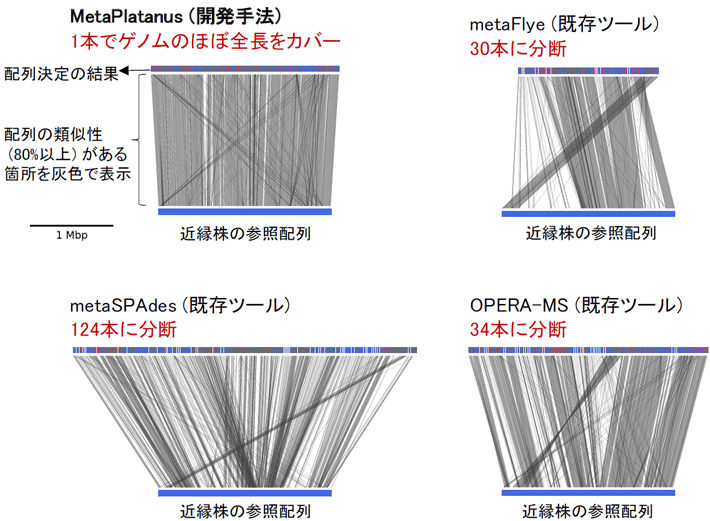 図2 MetaPlatanusでのみ全長近くのゲノム配列が決定できた例 ヒトの口腔内サンプルに対する結果。対応する生物種はレンサ球菌であるStreptococcus salivarius[用語11]で、今回のサンプル内で多量に存在していると推定される。配列決定の結果が分断されている場合、対応する図中の線も途切れる。近縁株の参照配列は、大まかな配列の正確性を見積もるために表示。