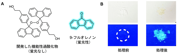 図1 （A）本研究で開発した有機過酸化物と9-フルオレノンの分子構造、（B）有機過酸化物粉末のボールミル処理前後の写真（下段は365 nmの紫外光照射時）
