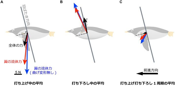 図3 ペンギンに働く力の打ち上げ中の平均（A）、打ち下ろし中の平均（B)、および打ち上げと打ち下ろしの1周期の平均（C）（黒矢印：体の質量と加速度から計算した全体の力。赤矢印：翼の運動から計算した、翼が発生する流体力。青矢印：翼が曲げ変形しないと仮定して計算した、翼が発生する流体力）。曲げ変形が無いと仮定した場合の翼の流体力（青矢印）は、打ち上げと打ち下ろしでの下・上方向の成分は増加するが（A, B）、1周期での前進方向の成分（推進力）は若干減少するため（C）、推進効率が低下する。