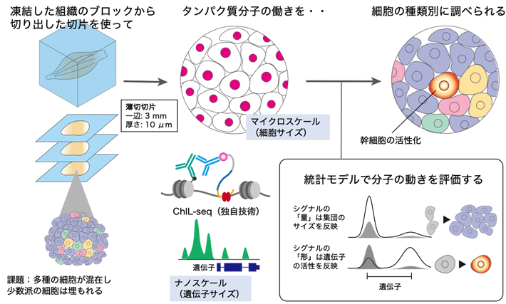 （参考図）研究成果の概要：高感度なChIL-seqと統計モデルを組み合わせ、 多数細胞に埋もれない組織のエピゲノム解析を可能にした。