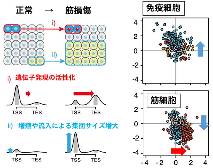 エピゲノムシグナルの量と形の分離による組織中の細胞集団プロファイリング：シグナルの量と形の変化を見ることで、特定細胞集団の増減や遺伝子の転写活性化を見出すことができる。TSS、TESは遺伝子の先頭と末端（転写開始点と終了点）を示す。