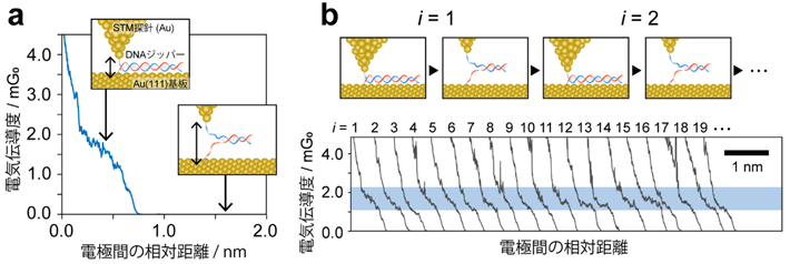 DNAジッパーの開閉を伴う電気伝導計測。 (a) 走査型トンネル顕微鏡（STM、用語5）の基板と探針にDNAジッパーを架橋させ、電極間距離を広げた際の電気伝導度（用語6）を計測。ジッパーが完全に閉じた状態において高い伝導性が見られた。 (b) DNAジッパーの繰り返し形成の実験手順と、計測された伝導度トレース。ジッパーの閉じた状態に対応する伝導シグナル（青色ハイライト部）が繰り返し観測された。