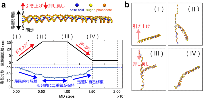 DNAジッパーの開閉の分子動力学シミュレーション。 (a) シミュレーション中の電極間距離と塩基対数の時系列。 (b) 各シミュレーション終了時におけるDNAの構造のスナップショット。