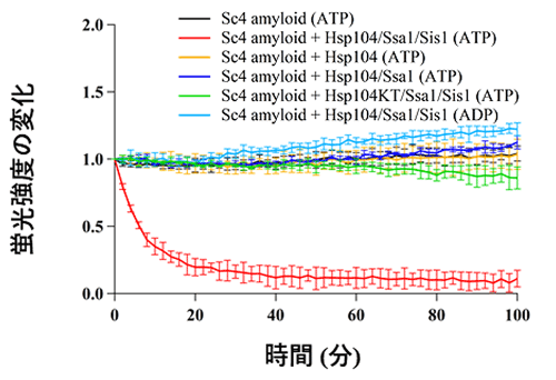 図1 再構成系を用いたSc4アミロイドの脱凝集反応 アミロイドに特異的に結合するチオフラビンTの蛍光がHsp104/Ssa1/Sis1（ATP）の条件（赤線）でのみ減少し、アミロイドが脱凝集したことを表している。ATPase活性のない変異体Hsp104KT（緑線）では、脱凝集しなかった。