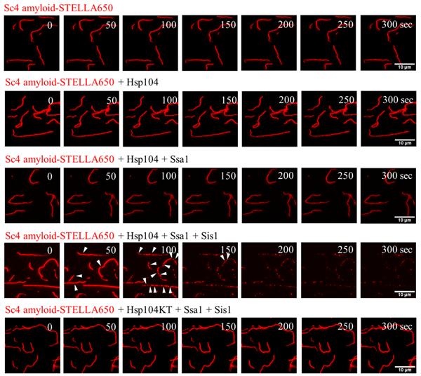 図2 全反射照明蛍光顕微鏡（TIRF）によるアミロイドの脱凝集過程の解析 蛍光ラベルしたSc4アミロイド（赤色）にHsp104、Ssa1、Sis1をさまざまな組み合わせで添加した後、全反射照明蛍光顕微鏡で観察したところ、Hsp104/Ssa1/dSis1の組み合わせの場合のみ脱凝集が観測された（上から4段目）。その際、白矢頭で示すように、アミロイドは線維の真ん中の複数箇所から分断された。