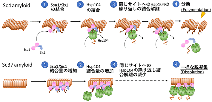 異なる構造を持つアミロイドの脱凝集機構のモデル図