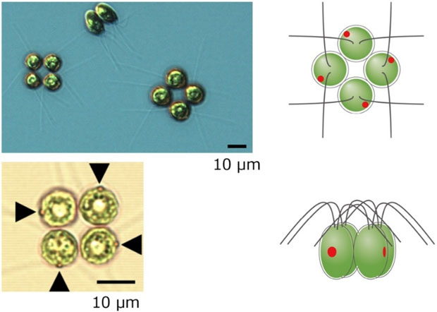 図1 テトラバエナの顕微鏡像（左）と模式図（右）。 DOI: 10.1371/journal.pone.0259138より引用して改変。