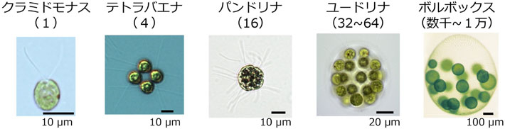 図2 さまざまなボルボックス目緑藻。カッコ内は細胞数。 