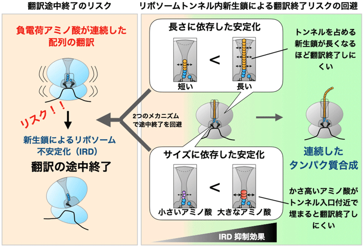 新生タンパク質（新生ポリペプチド鎖、新生鎖）によるリボソームの安定化によりタンパク質合成時の連続性が保証される。 リボソームはどんなアミノ酸配列でも連結してタンパク質を合成（翻訳）する必要があるが、負電荷アミノ酸が並んだ配列で翻訳が途中で終了するなどリスクを有する配列もある。リボソームに備わっているトンネル内部を合成途上の新生ポリペプチド鎖（新生鎖）が通過するとき、その新生鎖自身がリボソームを安定化し、翻訳の中断を軽減するメカニズムとなることがわかった。その安定化には、1）トンネル内新生鎖の長さ、2）リボソームの触媒中心付近での新生鎖のアミノ酸のサイズ、という2つのメカニズムが関わる。