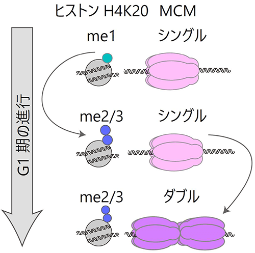図1 MCMの変化とヒストン修飾 MCMタンパク質は複製期が始まる前までにダブル六量体を形成する必要がある。G1期におけるシングル六量体からダブル六量体の変化には、ヒストンH4K20修飾のモノメチル化（me1）からジ・トリメチル化（me2・me3）への転換が必須であることがわかった。