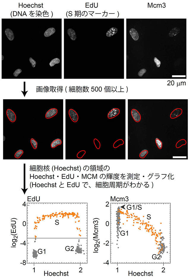 図2 シングルセルプロット解析によるMCMタンパク質の細胞周期における変化 （上段）DNAを染色するHoechst、S期のマーカーであるEdUおよびMCMに対する抗体で免疫染色[用語11]を行った。（中段）細胞核（Hoechst）の領域内のそれぞれの輝度を測定した。（下段）横軸にHoechstをとってグラフ化した。（左）EdUの高い領域はS期（オレンジ色）、Hoechstの低いグレー領域はG1期、高いグレー領域はG2期となる。（右）縦軸をMCMで表した。左でオレンジ色のS期のものは、右でもオレンジ色で示した。MCMのG1期は値が大きく変化することが分かる。
