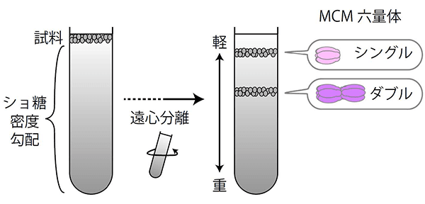 図3 ショ糖密度勾配法によるMCMタンパク質の分画 ショ糖密度勾配法で遠心分離を行い、密度の低い物質と高い物質を分離する。MCMのシングル六量体とダブル六量体はそれぞれ異なる密度であることから、どの位置にMCMが存在するかによって、シングルかダブルかが判別できる。