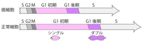 図4 癌細胞と正常細胞の細胞周期の長さの違い G1期後期・S期・M期の長さは、癌細胞と正常細胞とでは変わらなかった。一方で細胞周期の長い正常細胞では、G1期初期の長さも長いことがわかった。