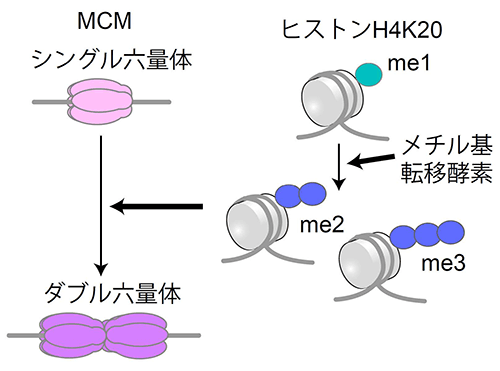 図5 ヒストンメチル基転移酵素の働き ヒストンH4K20me1からme2/me3へ転移させるメチル基転移酵素が働くことで、MCMはシングル六量体からダブル六量体を形成する。