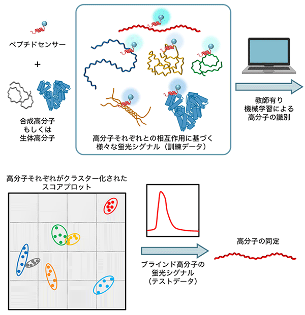 図1. ペプチドセンサーによる高分子同定の模式図