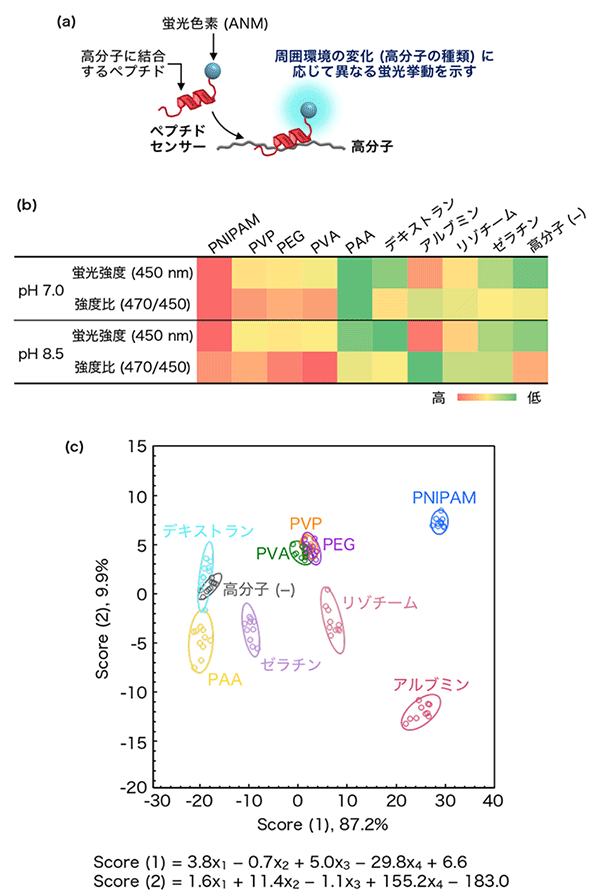 図2. (a)ペプチドセンサーの模式図 (b)蛍光スペクトルから抽出した4つのシグナルのヒートマップ (c)線形判別分析により得られる二次元スコアプロット PVP：ポリ(ビニルピロリドン) 、PEG：ポリ(エチレングリコール)、PVA：ポリ(ビニルアルコール)、PAA：ポリ(アクリル酸)