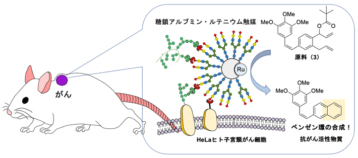 マウス体内のがん細胞で抗がん活性物質のベンゼン環を合成し抗がん作用が発揮される