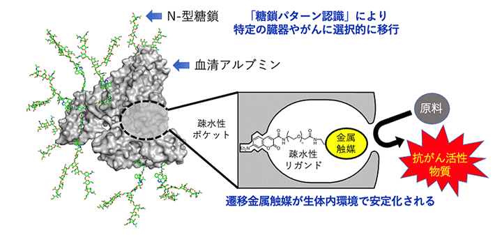 図1 マウス体内のがんで機能する体内遷移金属触媒反応 血清アルブミンの疎水性ポケットの中へ遷移金属触媒を導入すると、金属触媒が安定化され、生体内においても効率的に触媒反応が進行する。さらに、アルブミン表面のアミノ基にN-型糖鎖を複数個導入することで、糖鎖アルブミン・金属触媒が体内の特定の臓器やがんへと選択的に移行し、その場で金属触媒反応を行うことができる。