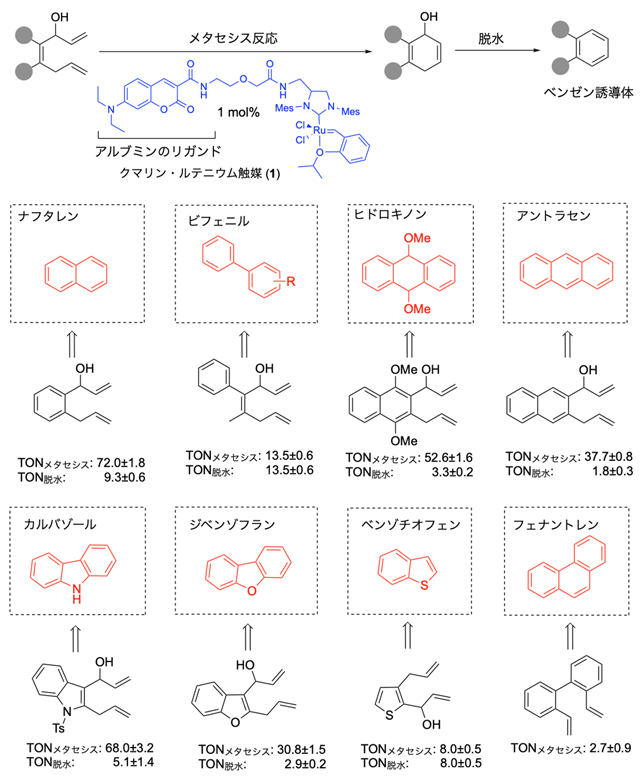 図2 ルテニウム触媒によるメタセシス反応と脱水を経たさまざまなベンゼン環の合成 TON（触媒回転数）の値は、メタセシス反応ならびに脱水反応において、触媒1モルあたり変換できる物質のモル数を示す。