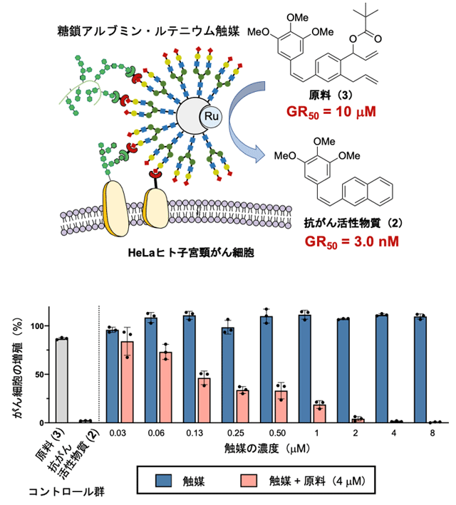 図4 HeLaがん細胞に対する抗がん活性物質の合成（上）とがん細胞の増殖抑制効果（下）