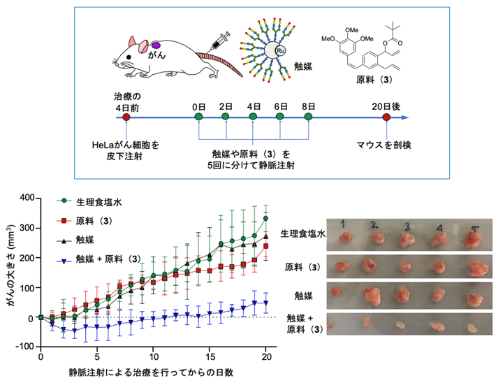 がん移植マウスへの静脈投与によるがん治療実験