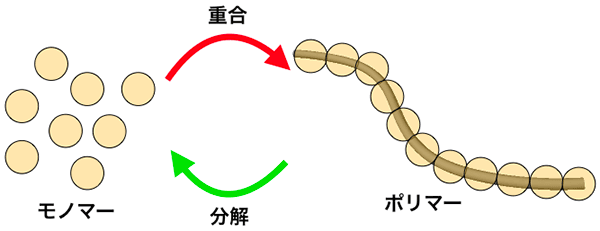 モノマー（分子単体）とポリマー（連結した分子）の模式図
