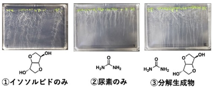 シロイヌナズナ（ぺんぺん草）を用いた育成実験