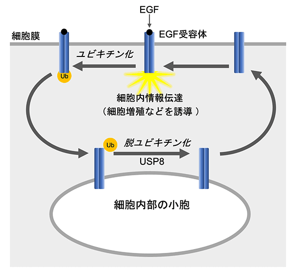 図2 ユビキチン化と脱ユビキチン化による増殖因子受容体の輸送の制御 