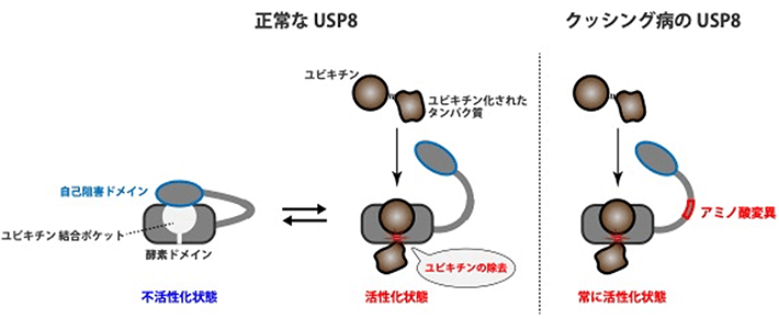 図3 クッシング病で見られるUSP8の機能異常 