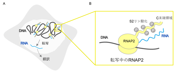 図1 転写伸長型RNAポリメラーゼII（RNAP2） （A）DNAの遺伝情報はRNAへ転写される。（B）RNAを転写中のRNAポリメラーゼII（RNAP2）は、C末端領域の繰り返し配列中の2番目のセリン（S2）がリン酸化を受けている。S2がリン酸化されたRNAP2を特異的に検出することで、転写の場所を検出することができる。