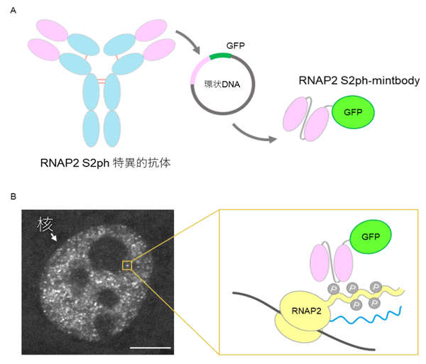 図2 mintbodyによる生きた細胞内の転写場所の可視化 （A）RNAP2 S2リン酸化（S2ph）修飾特異的生細胞プローブ。抗体の抗原結合にかかわる部位（可変領域、マゼンタ）のDNA配列に、蛍光タンパク質の配列を融合した。作製したRNAP2 S2ph-mintbodyをコードするDNAを細胞に導入すると、mintbodyが作られる。（B）生きたHeLa細胞核での転写の場所。RNAP2 S2ph-mintbodyの輝点に、RNAを転写中の活性化（S2リン酸化）型RNAP2が存在すると考えられる。スケールバーは5 µm。