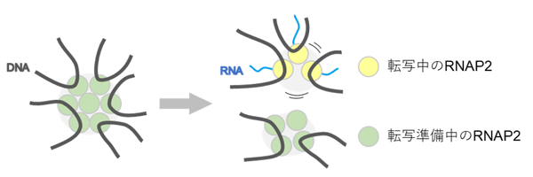 図3 転写ファクトリー 転写が行われている場所（黄色）は細胞核内で動きやすく、転写準備（開始）中のRNAP2がいる場所（緑）とは異なっていると考えられる。