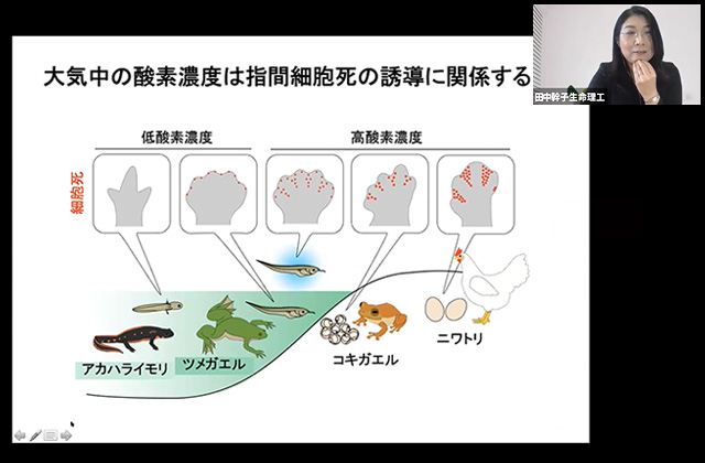 「動物の体の形づくりの設計図を探る」について講義をする田中教授