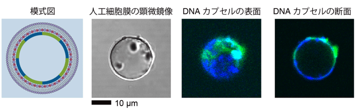 図3. 人工細胞膜の裏側で形成されたDNAカプセル。リン脂質で覆われた油中水滴を用いることで、DNAカプセルを裏打ちに持つ人工細胞膜を調製できる。