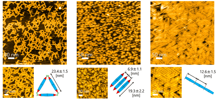 図3 高速原子間力顕微鏡による、設計PNの二次元ナノ模様観察結果 